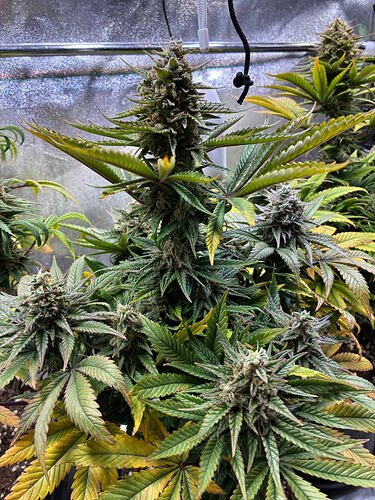 Growreport Bild 3