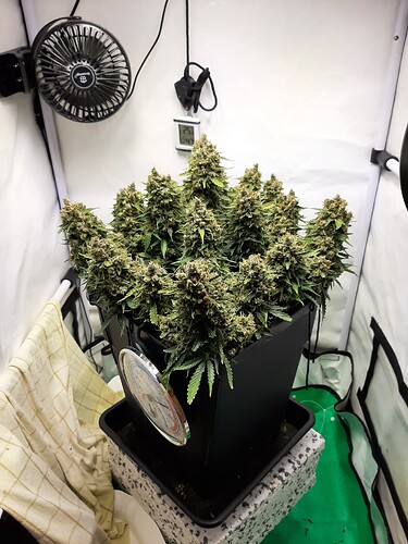 Critical Neville Haze Auto