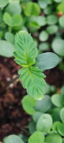 Growreport Bild 12