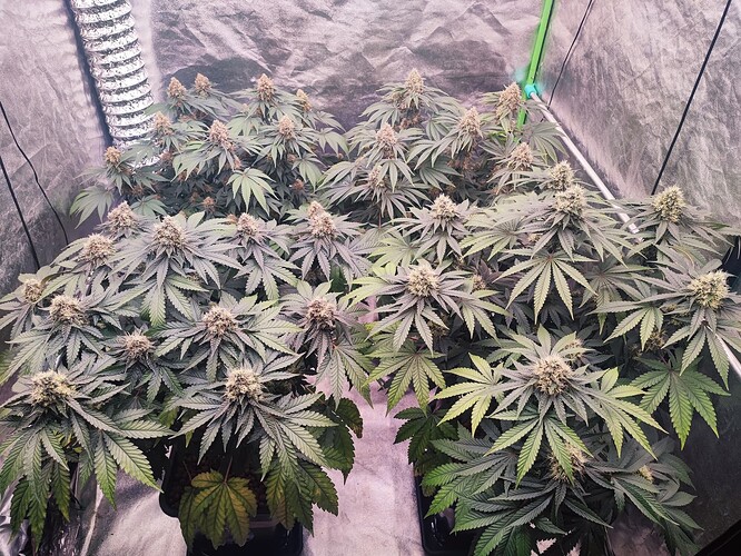 Growreport Bild 23