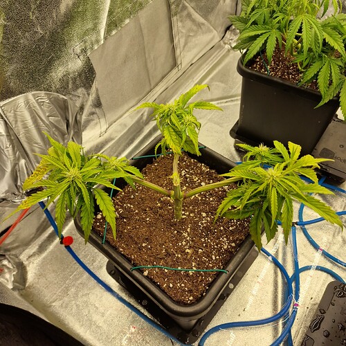 Growreport Bild 2
