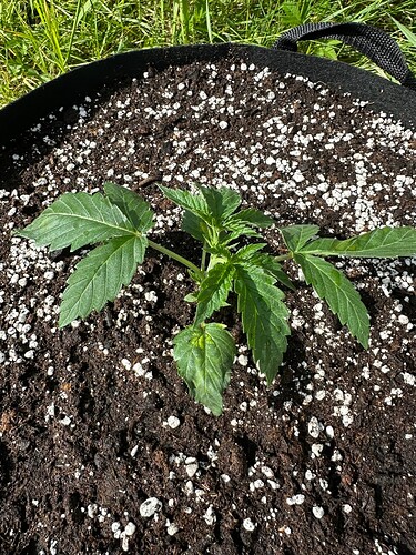 Growreport Bild 2