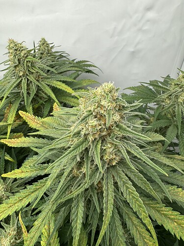 Growreport Bild 4