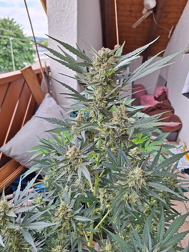 Growreport Bild 5