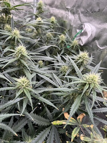 Growreport Bild 7