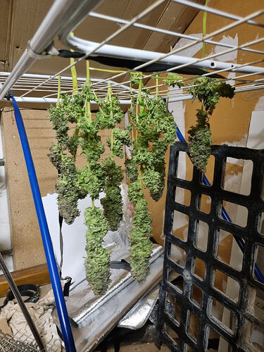 Mehrere Cannabis-Pflanzenzweige hängen kopfüber an einem Wäscheständer zum Trocknen. Die Buds sind dicht und teilweise violett gefärbt.