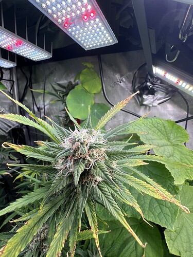 Growreport Bild 8