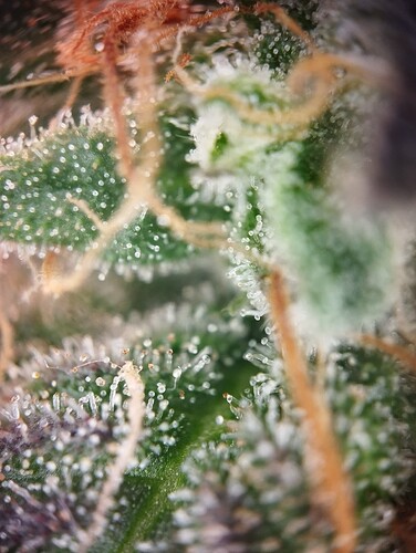 Growreport Bild 19