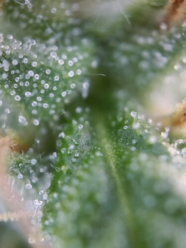 Growreport Bild 26