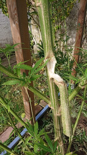 Growreport Bild 37