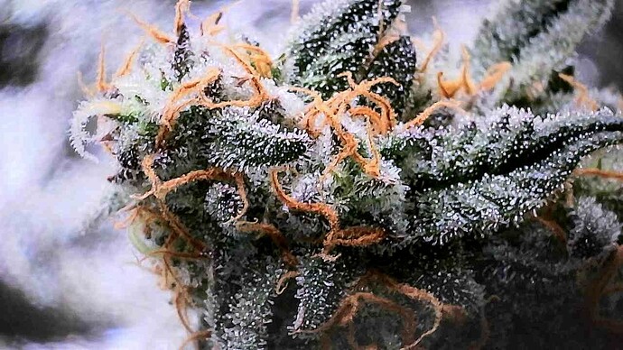 Growreport Bild 21