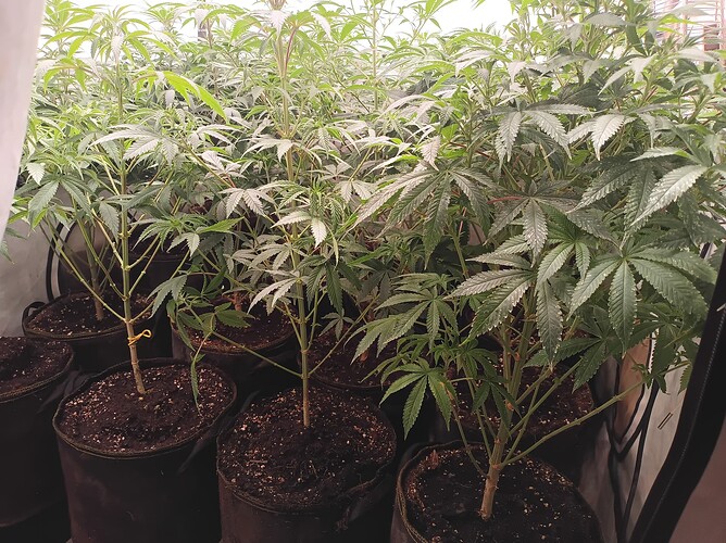 Growreport Bild 8