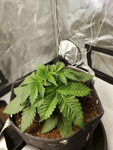 Growreport Bild 5