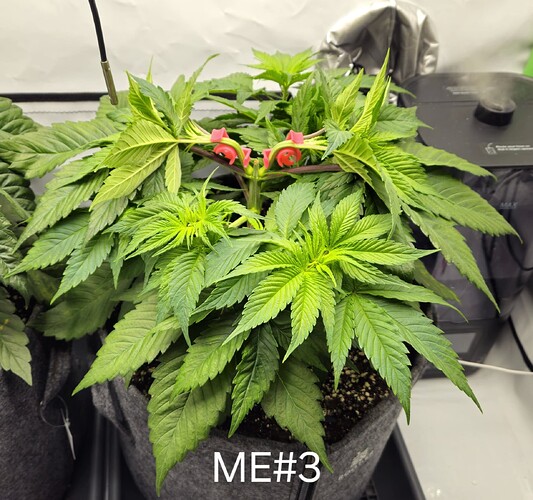 Growreport Bild 16