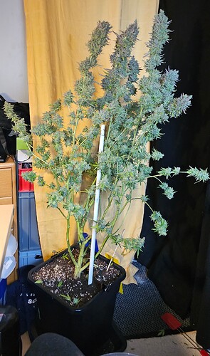 Growreport Bild 36