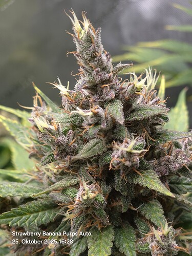 Growreport Bild 21