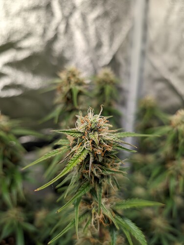 Growreport Bild 10