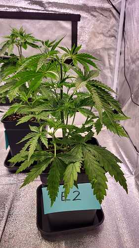 Growreport Bild 28