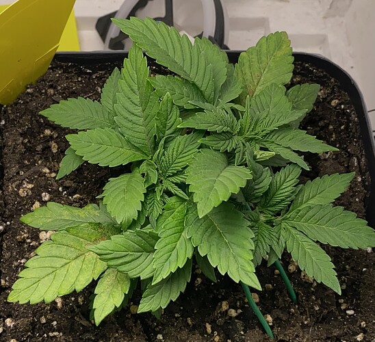 Growreport Bild 16