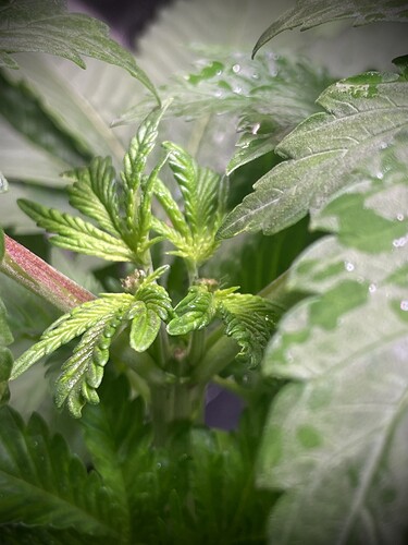 Growreport Bild 15