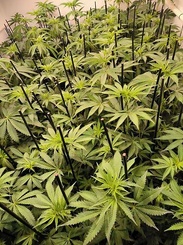 photo_2024-05-27_19-35-34