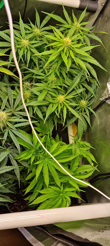 Growreport Bild 15