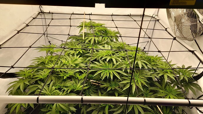 Growreport Bild 4
