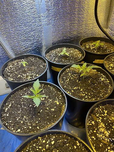 Growreport Bild 1