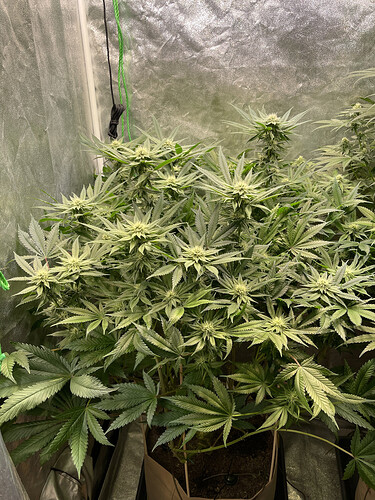Growreport Bild 5