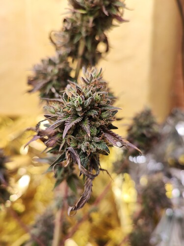 Growreport Bild 2