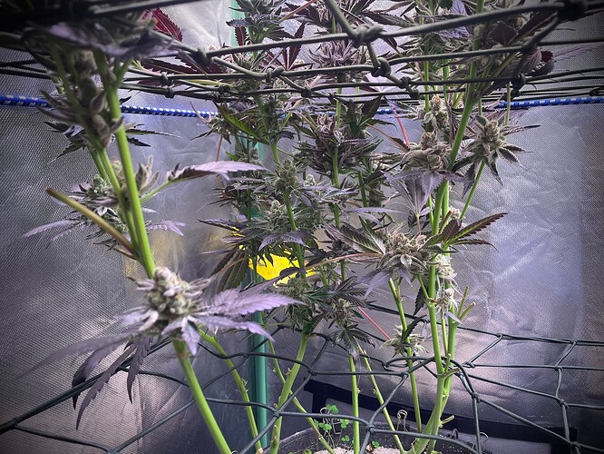 Growreport Bild 3