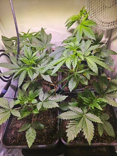 Vor supercropping von OG Kush No 1