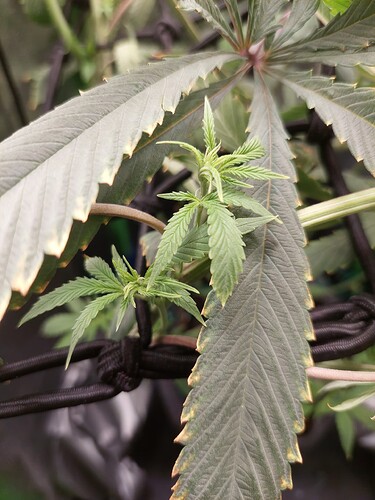 Growreport Bild 7