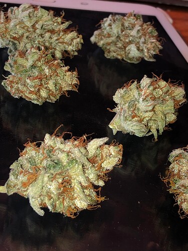 Growreport Bild 79