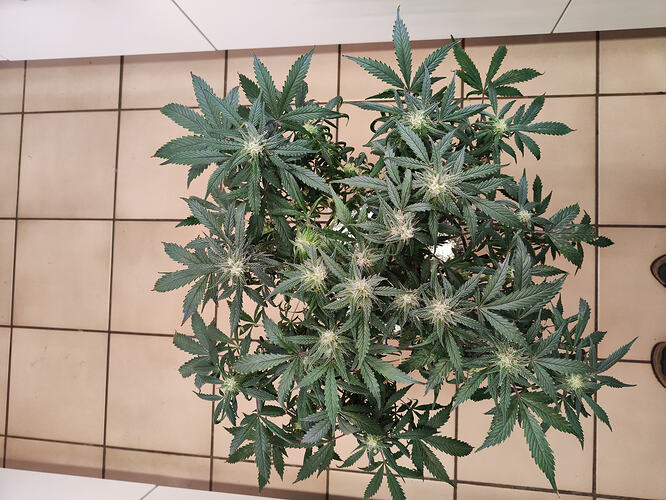 Growreport Bild 4