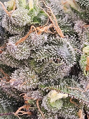 Growreport Bild 8