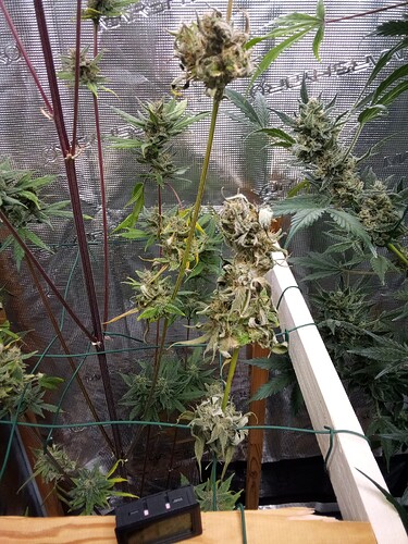 Growreport Bild 9