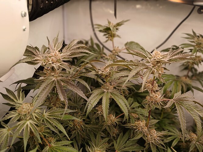 Growreport Bild 1
