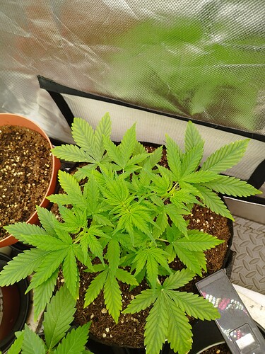 Eine junge Cannabispflanze in einem Zelt, die sich im Wuchs befindet. Die Blätter sind hellgrün und zeigen Anzeichen von Nährstoffmangel.