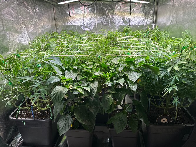 Growreport Bild 57
