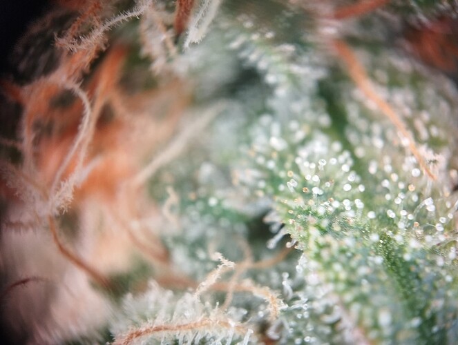 Growreport Bild 50