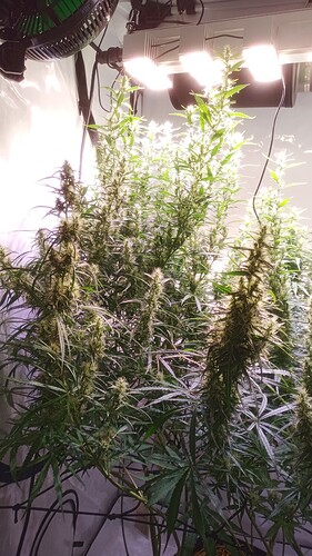 Growreport Bild 4