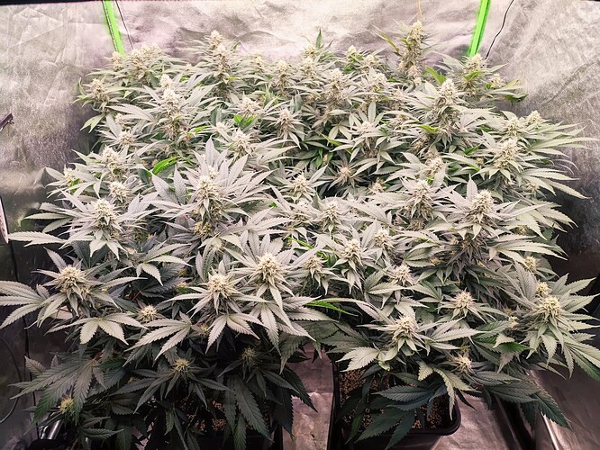 Growreport Bild 7