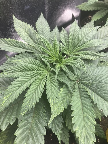 Growreport Bild 12