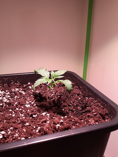 Growreport Bild 82