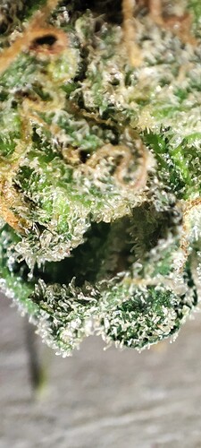 Growreport Bild 24