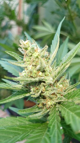 Growreport Bild 5