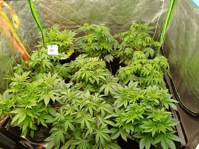 Mehrere junge Cannabispflanzen in einem Zelt, die sich in der Wachstumsphase befinden.