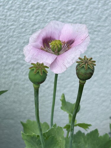 Growreport Bild 45