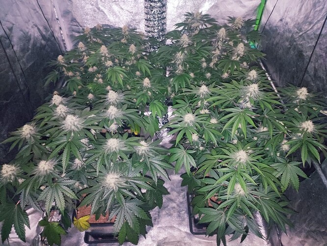 Growreport Bild 13
